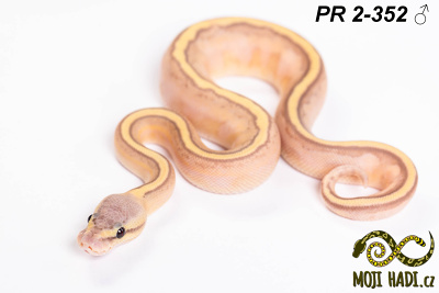 hadi na prodej, mládě, český chov hadů, odchov hadů, mojihadi.cz, Python regius, ballpython, krajta královská,  Banana, Pastel, Genetic stripe